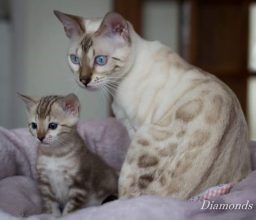 DIAMONDS BENGAL