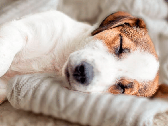 Importance sommeil chez le chiot