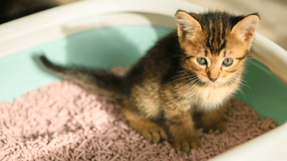 Un chaton qui fait ses besoins dans sa litière