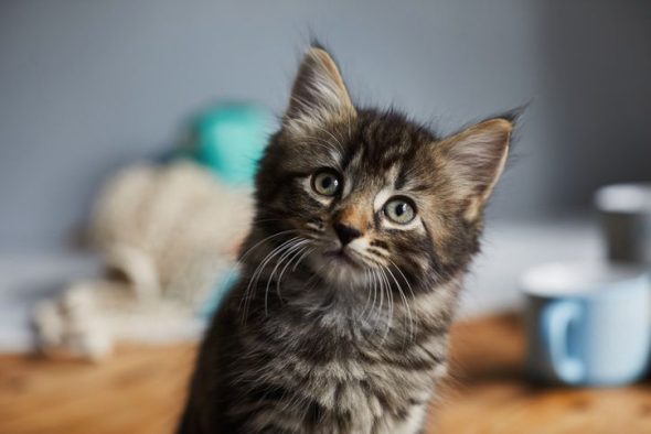 Un chaton qui nous regarde