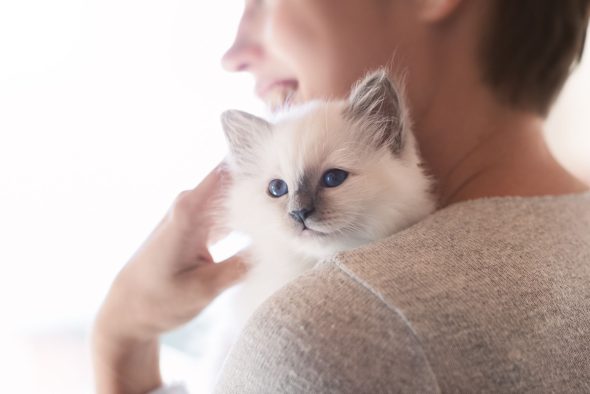 Chaton dans les bras de sa maitresse