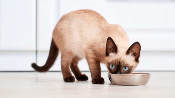 Chaton siamois qui mange dans sa gamelle