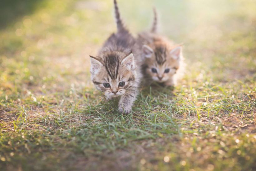 Deux chatons qui jouent dans l'herbe