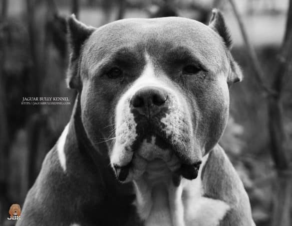 JAGUAR BULLY KENNEL - Image 7
