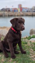 Du Royaume du Labrador et sa chocolaterie