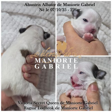 Elevage de Maniorte Gabriel - Image 8
