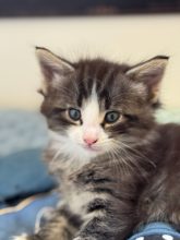 CHATTERIE MEWDIE KATT