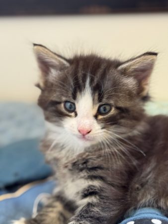 CHATTERIE MEWDIE KATT - Image 4