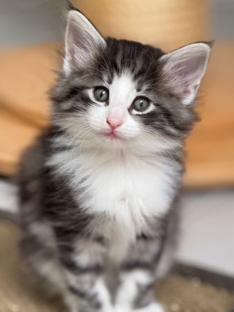 CHATTERIE MEWDIE KATT - Image 20