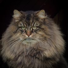 CHATTERIE DES COSMOPOLITAINS