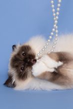 CHATTERIE AUX PERLES D O