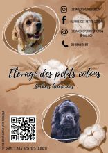 ELEVAGE DES PETITS COTONS
