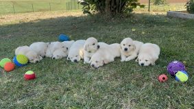 DES BONNES BECHES