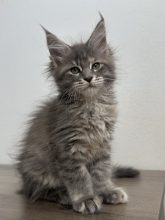 La chatterie des sortilèges Coon
