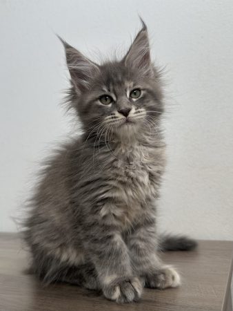La chatterie des sortilèges Coon - Image 2