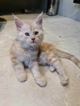 CHATTERIE DES DE JAEGHER - Image 2