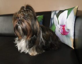 DU CLOS DES ORCHIDEES