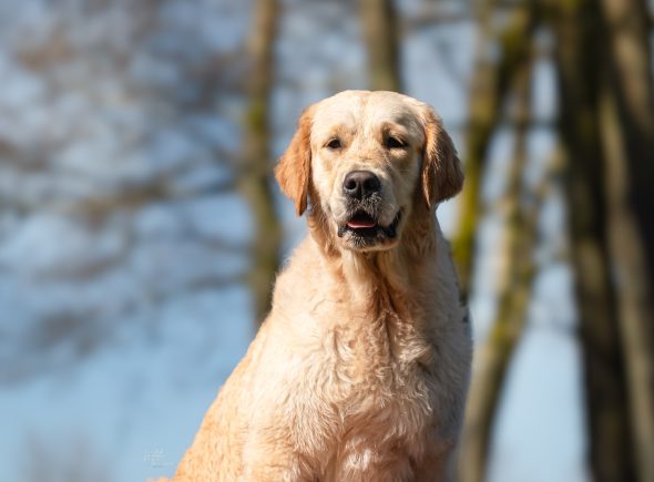 DES PLAINES DES BRUYERES – Whippet et Golden Retriever - Image 20