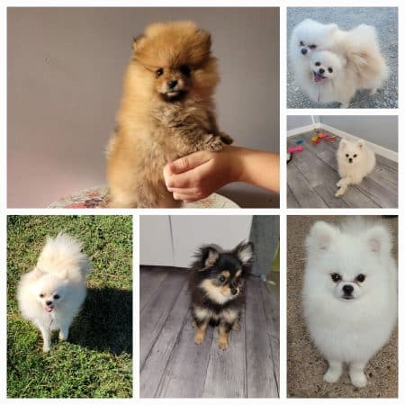 DOMAINE SPITZ NAIN POMERANIAN DES OLIVIERS - Image 9