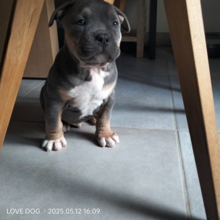 Love is a DOG - Image 10