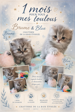 CHATTERIE DE LA BAIE ETOILEE - Image 7