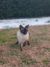 CHATTERIE DES THAÏS ENCHANTES