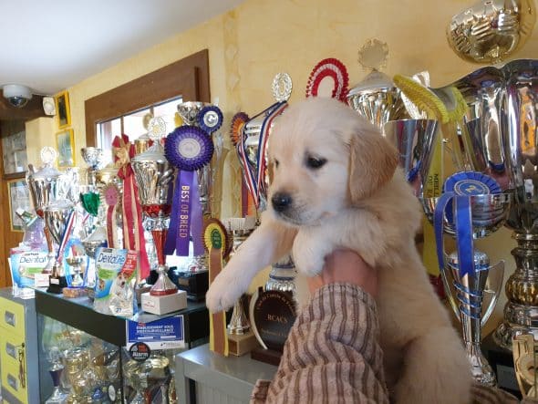 OF DARLING DOG - Image 8