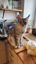 CHATTERIE DE CAVENON