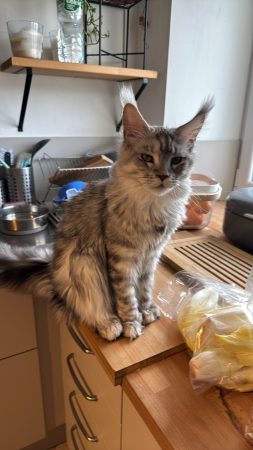 CHATTERIE DE CAVENON - Image 3