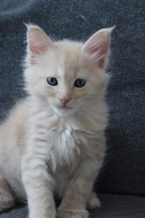 PLUME’S LITTLEPAWS - Image 67