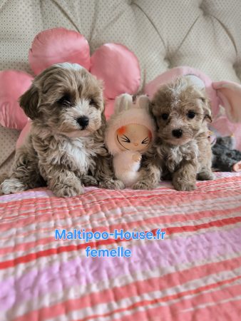 Maltipoo-House.fr - Image 6