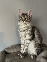 DE LA CHATTERIE DE DEB