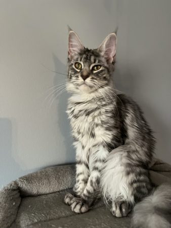 DE LA CHATTERIE DE DEB - Image 1