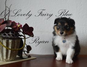 OF LOVELY FAIRY BLUE