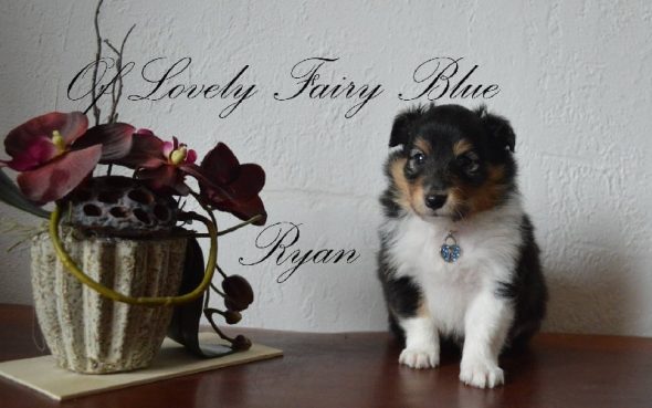 OF LOVELY FAIRY BLUE - Image 5