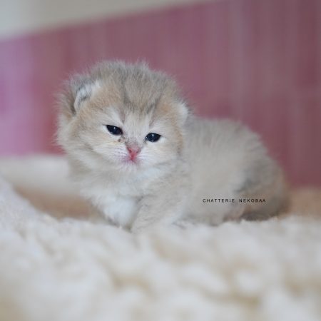 NEKOBAA - Image 6