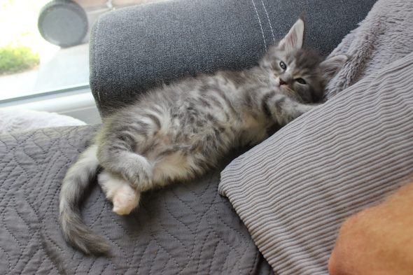 PLUME’S LITTLEPAWS - Image 62