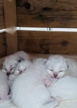 DES COTONS DE SINH