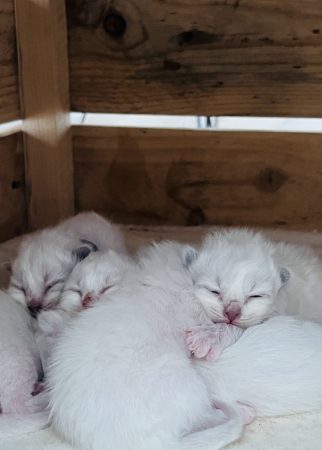 DES COTONS DE SINH - Image 1
