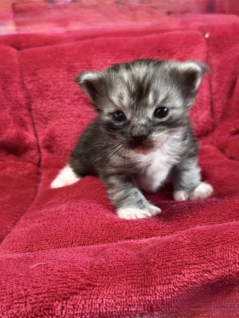 Les Chatons de Zaïa - Image 6