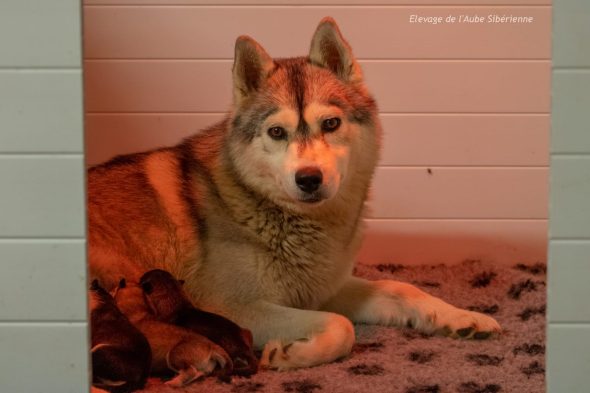 DE L’AUBE SIBERIENNE - Image 10