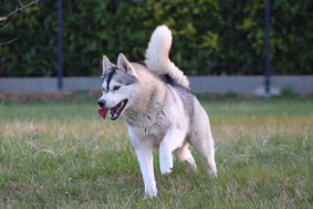 DE L’AUBE SIBERIENNE
