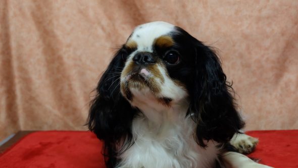 DURAND SOPHIE Les Rochers d’Agerna - Image 2