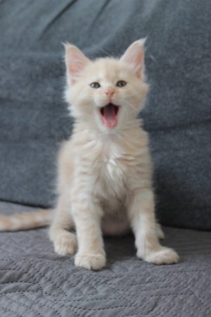 PLUME’S LITTLEPAWS - Image 19