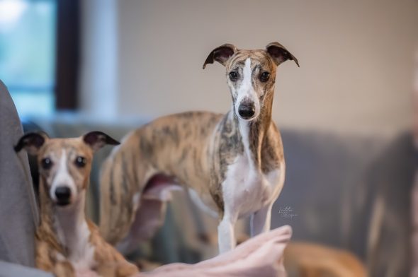DES PLAINES DES BRUYERES – Whippet et Golden Retriever - Image 5