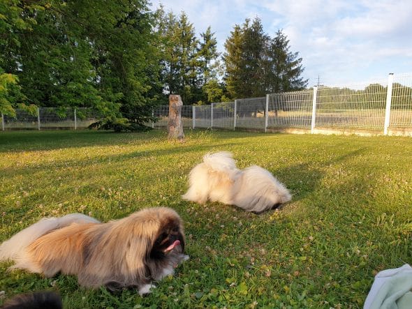 OF DARLING DOG - Image 33