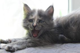 PLUME&rsquo;S LITTLEPAWS