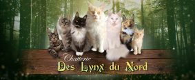 Des Lynx du Nord