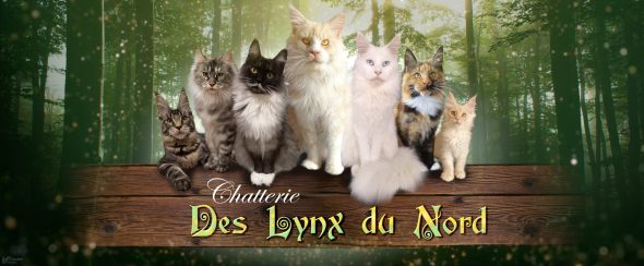 Des Lynx du Nord - Image 1