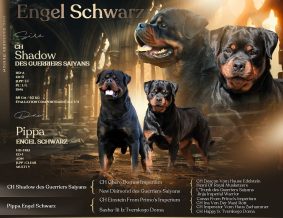 Engel Schwarz